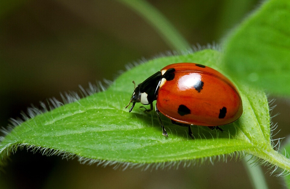 Utilité et bienfait des coccinelles pour son jardin