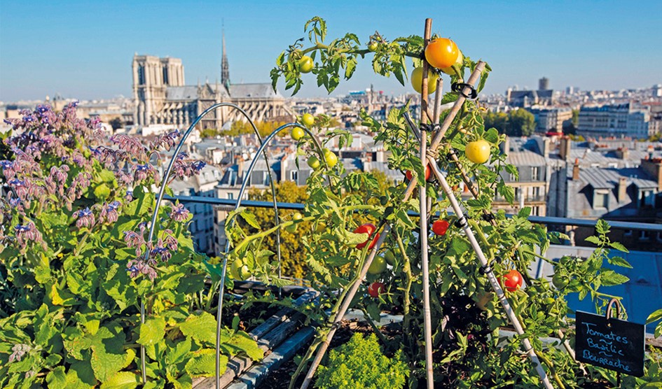 Agriculture urbaine à Paris