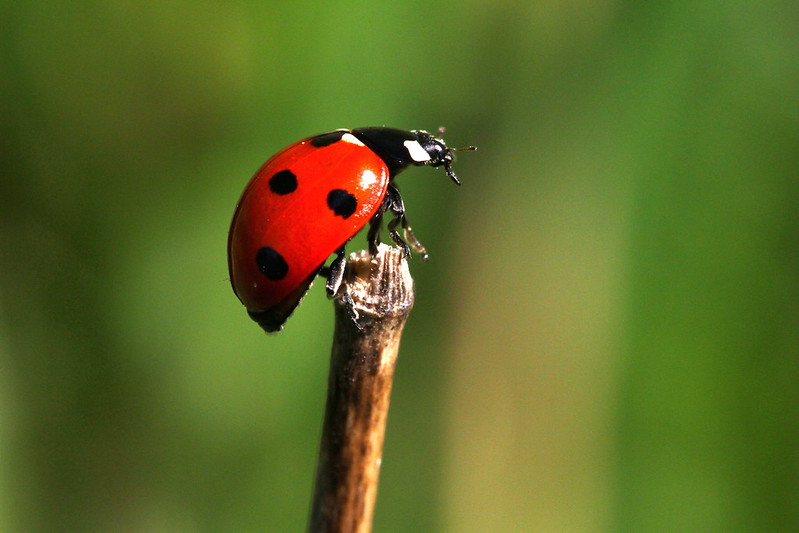 Elevage de coccinelle